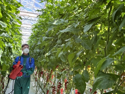 Das Akkusprühgerät AS 1200 benetzt die Blätter auch unterseits